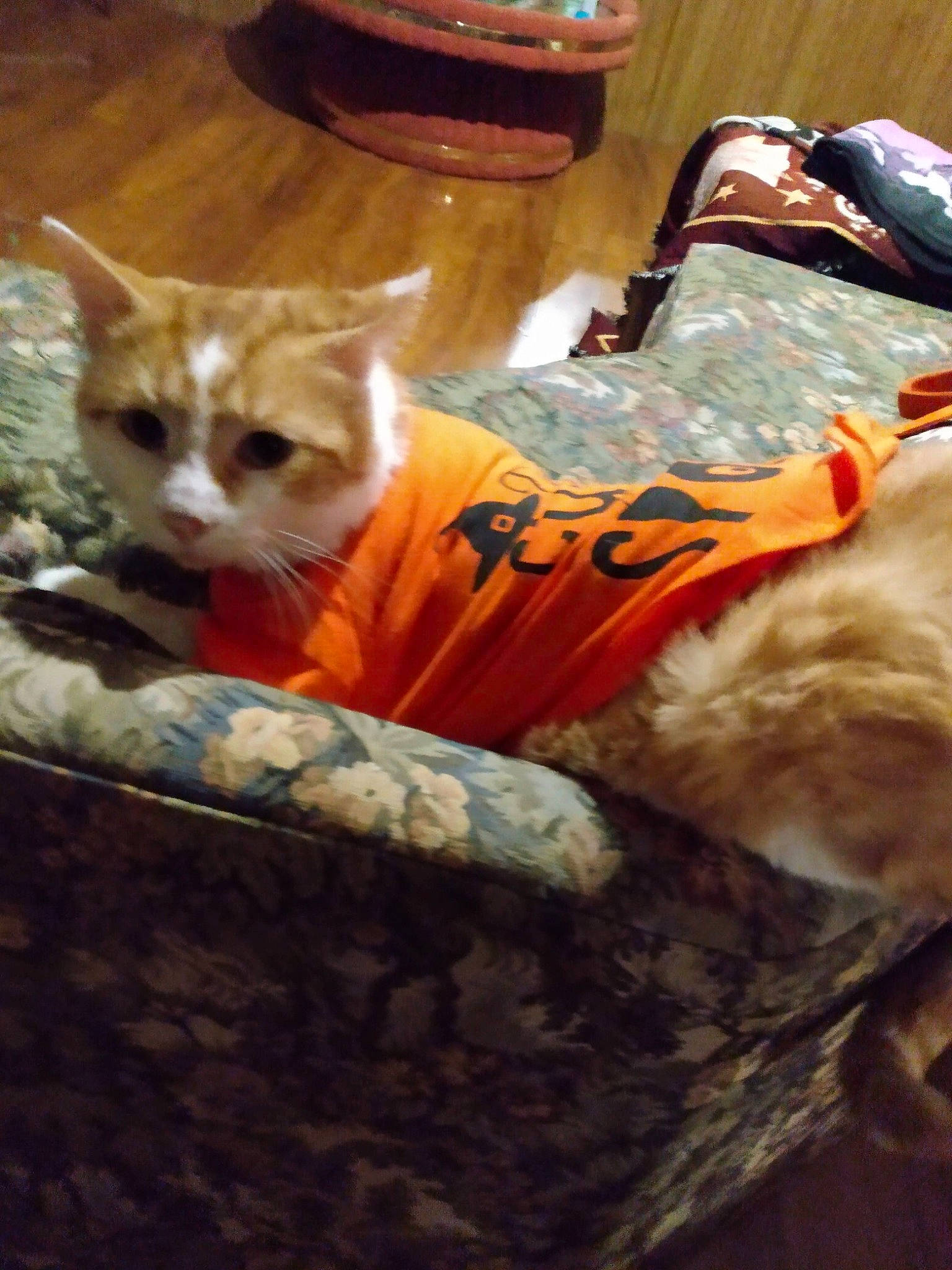 Neko is registered to the contest to win money with this photo: bag, carnivore, cat, comfort, domestic_short_haired_cat, fawn, felidae, fur, lap, luggage_and_bags, mammal, room, sitting, small_to_medium_sized_cats, snout, tail, tree, vertebrate, whiskers, wood