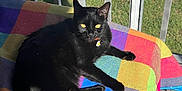 Eggs is registered to the contest to win money with this photo: animal, balcony, black_cat, blanket, cat, collar, colorful, domestic_animal, feline, grass, outdoor, pet, plaid, railing, relaxing, resting, shadow, sidewalk, sunlight, yellow_eyes