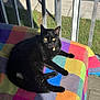 Eggs is registered to the contest to win money with this photo: black_cat, cat, pet, animal, feline, yellow_eyes, collar, sunlight, shadow, blanket, colorful, plaid, outdoor, balcony, railing, grass, sidewalk, relaxing, resting, domestic_animal