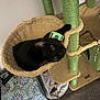 Eggs is registered to the contest to win money with this photo: black_cat, cat_tree, hammock, collar, indoor, pet, feline, curious, cozy, patterned_bag, floor, wooden_floor, green, beige, relaxing, domestic_cat, wide_eyes, looking_up, playful, comfortable