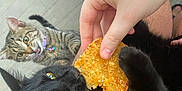 Eggs is registered to the contest to win money with this photo: black_cat, tabby_cat, cat, pet, hand, food, snack, floor, tile_floor, wooden_table, curious, playful, indoor, domestic, animal, feline, collar, yellow_eyes, black_fur, brown_fur