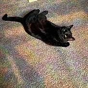 Eggs is registered to the contest to win money with this photo: black_cat, cat, carpet, indoor, stretching, yellow_eyes, feline, pet, animal, relaxed, home, floor, colorful, patterned_carpet, fur, paw, whiskers, cute, domestic_cat, resting