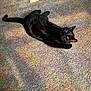 black_cat, cat, carpet, indoor, stretching, yellow_eyes, feline, pet, animal, relaxed, home, floor, colorful, patterned_carpet, fur, paw, whiskers, cute, domestic_cat, resting