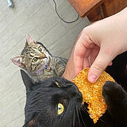 Eggs is registered to the contest to win money with this photo: black_cat, cat, collar, curious, domestic, floor, food, fur, hand, human, indoor, pets, playful, snack, tabby_cat, tile_floor, watching, whiskers, wooden_table, yellow_eyes