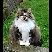 Bebe participe au concours pour gagner de l'argent avec cette photo : animal, black, brown, calm, cat, cute, domestic_animal, feline, fence, fluffy, fur, garden, grass, mammal, nature, outdoor, pet, portrait, sitting, white