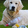 animal, black, close_up, cute, dog, domestic_animal, fur, golden_retriever, grass, lying_down, nature, outdoor, pet, playful, puppy, toy, water_bottle, white, yellow, young_dog