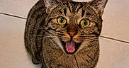Gus a rejoint le concours — aidez-le/la à gagner de superbes lots ! cat, tabby, pet, animal, feline, sitting, open_mouth, tongue, wide_eyes, green_eyes, whiskers, striped_fur, curled_tail, indoor, tile_floor, bathroom, appliance, portrait, flash_photography, funny_expression