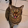 cat, tabby, pet, animal, feline, sitting, open_mouth, tongue, wide_eyes, green_eyes, whiskers, striped_fur, curled_tail, indoor, tile_floor, bathroom, appliance, portrait, flash_photography, funny_expression
