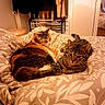 cat, cats, tabby, pet, animal, feline, sleeping, cuddling, cozy, bed, bedroom, duvet, blanket, floral_pattern, indoor, home, relaxed, sitting, whiskers, portrait