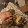 tabby_cat, cat, pet, hand, blanket, cozy, indoor, furniture, relaxation, fur, whiskers, couch, comfort, nap, domestic_animal, animal, warm, soft_texture, close_up, sleepy