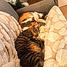 cats, cat, calico_cat, tabby_cat, sleeping, cuddling, cozy, blanket, couch, indoors, home, furniture, relaxed, furry, pet, animal, warm_lighting, fluffy, nap, comfort