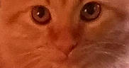 Willow joined the competition — help win amazing prizes! animal, blurry, cat, close_up, curious, cute, domestic_animal, eyes, face, feline, fur, indoor, looking, mammal, orange_tabby, pet, portrait, soft, warm, whiskers