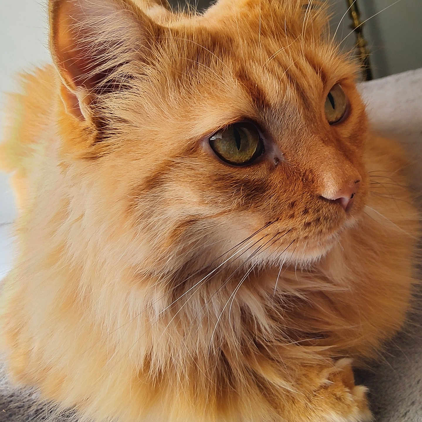 Willow
