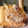 Willow joined the competition — help win amazing prizes! cat, ginger_cat, fluffy, pet, animal, feline, indoor, blanket, scratching_post, lamp, fur, whiskers, ears, relaxed, resting, closeup, side_view, domestic, cozy, home