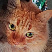 Willow joined the competition — help win amazing prizes! animal, cat, close_up, closeup, curious, cute, domestic_cat, ears, face, feline, fluffy, fur, green_eyes, indoor, mammal, nose, orange_cat, pet, portrait, whiskers