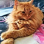 Willow is registered to the contest to win money with this photo: animal, bed, blanket, cat, closeup, cozy, cute, ears, feline, fluffy, fur, indoor, mammal, orange_cat, paws, pet, relaxing, resting, sleepy, whiskers