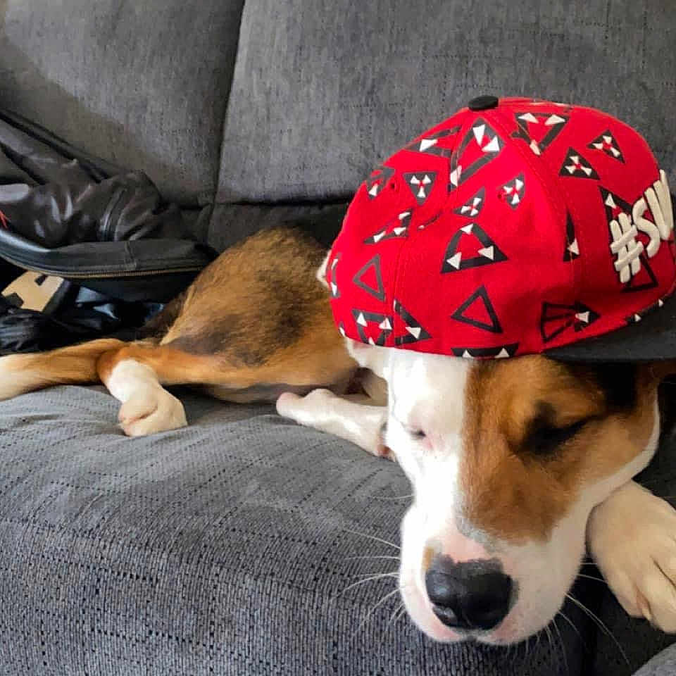 Rex is registered to the contest to win money with this photo: animal, baseballcap, beagle, canine, cap, clothing, couch, cushion, dog, furniture, hat, homedecor, hound, person, pet, puppy, sitting, sleeping, snout, sunhat