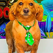 Max is registered to the contest to win money with this photo: dog, tie, brown_dog, standing, pet, animal, portrait, colorful_background, green_tie, indoor, cute, fur, looking_at_camera, four_legs, canine, small_dog, decor, playful, close_up, expression