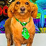 dog, tie, brown_dog, standing, pet, animal, portrait, colorful_background, green_tie, indoor, cute, fur, looking_at_camera, four_legs, canine, small_dog, decor, playful, close_up, expression