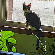 Waylon joined the competition — help win amazing prizes! cat, tabby_cat, windowsill, window, sunlight, indoor, houseplant, greenery, plant, leaf, curious, pet, animal, feline, sitting, looking, natural_light, shadow, home, cozy