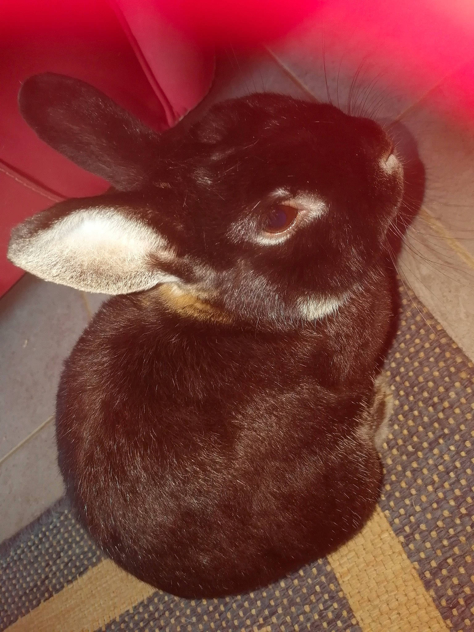 Tigrou participe au concours pour gagner de l'argent avec cette photo : liver, snout