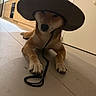 Ichigo participe au concours pour gagner de l'argent avec cette photo : animal, black_nose, brown_fur, costume, cowboy_hat, dog, domestic_animal, floor, funny, hat, indoor, kitchen, leash, low_angle, lying_down, paws, pet, portrait, puppy, tile_floor