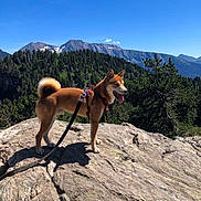 Ichigo a rejoint le concours — aidez-le/la à gagner de superbes lots ! adventure, blue_sky, curled_tail, dog, forest, harness, hiking, landscape, leash, mountain, mountain_peak, nature, outdoors, pine_trees, rock, shiba_inu, standing, sunny, tongue_out, trail
