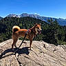 adventure, blue_sky, curled_tail, dog, forest, harness, hiking, landscape, leash, mountain, mountain_peak, nature, outdoors, pine_trees, rock, shiba_inu, standing, sunny, tongue_out, trail