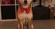 Ichigo a rejoint le concours — aidez-le/la à gagner de superbes lots ! anime_art, books, bookshelf, bow_tie, christmas, christmas_tree, cozy, decorations, dog, festive, floor, holiday, indoors, living_room, ornaments, pet, portrait, red_bow, shiba_inu, sitting