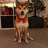 anime_art, books, bookshelf, bow_tie, christmas, christmas_tree, cozy, decorations, dog, festive, floor, holiday, indoors, living_room, ornaments, pet, portrait, red_bow, shiba_inu, sitting
