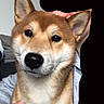 Ichigo a rejoint le concours — aidez-le/la à gagner de superbes lots ! animal, black_nose, brown_fur, close_up, cuddling, dark_eyes, dog, ears, face, fur, hand, indoors, person, pet, photography, portrait, puppy, shiba_inu, sitting, white_chest