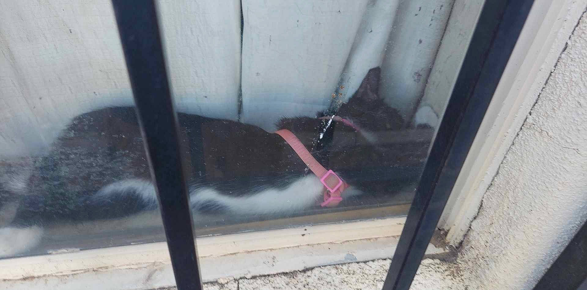 Boots joined the competition — help win amazing prizes! asphalt, auto_part, automotive_exterior, automotive_tire, automotive_wheel_system, bumper, carmine, composite_material, concrete, fender, gas, glass, metal, road_surface, snout, tail, tints_and_shades, vehicle_door, window, wood