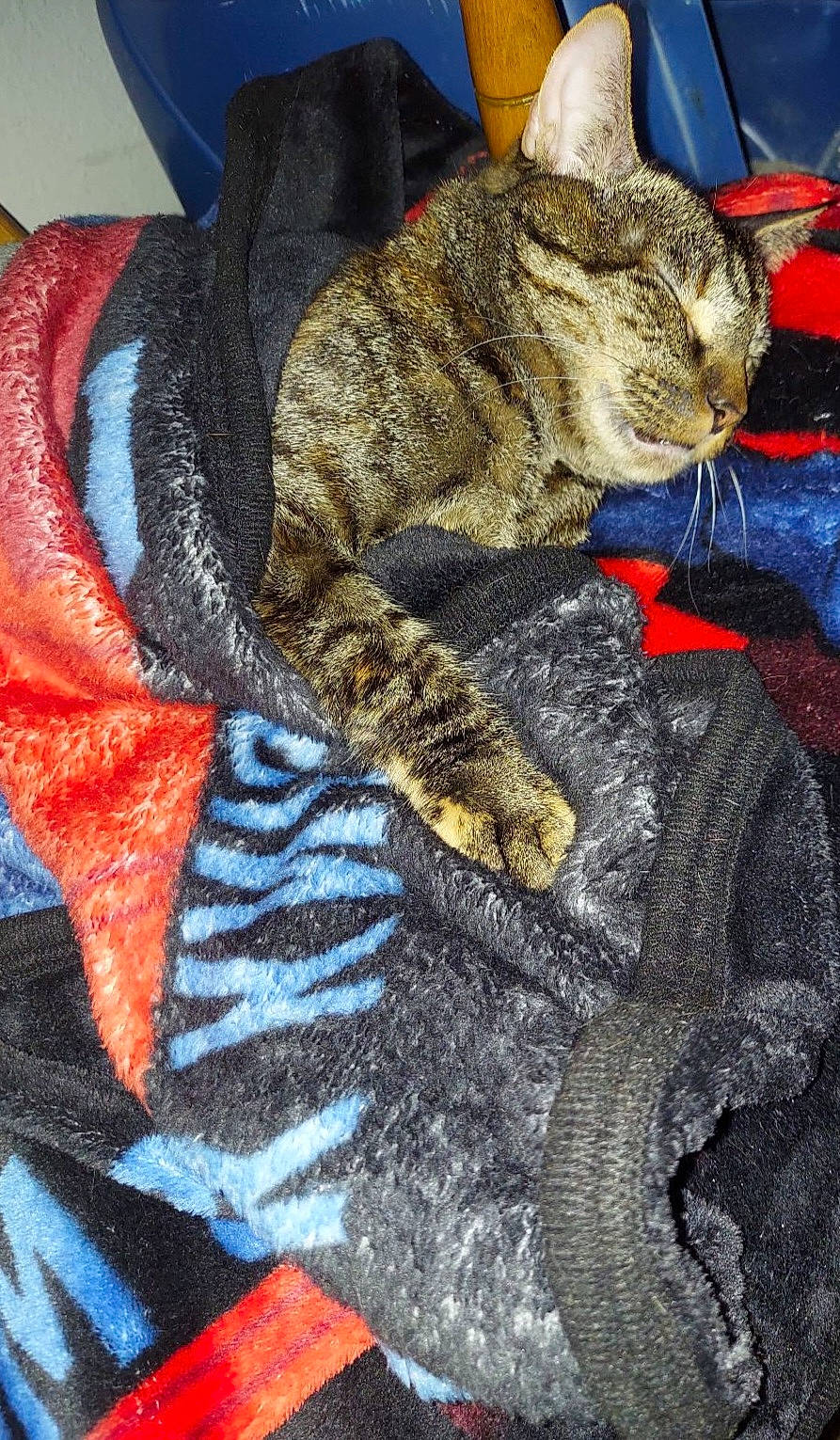 Phenix joined the competition — help win amazing prizes! art, carnivore, cat, claw, comfort, domestic_short_haired_cat, electric_blue, fashion_accessory, fawn, felidae, fur, hat, linens, pattern, small_to_medium_sized_cats, snout, tail, terrestrial_animal, textile, whiskers