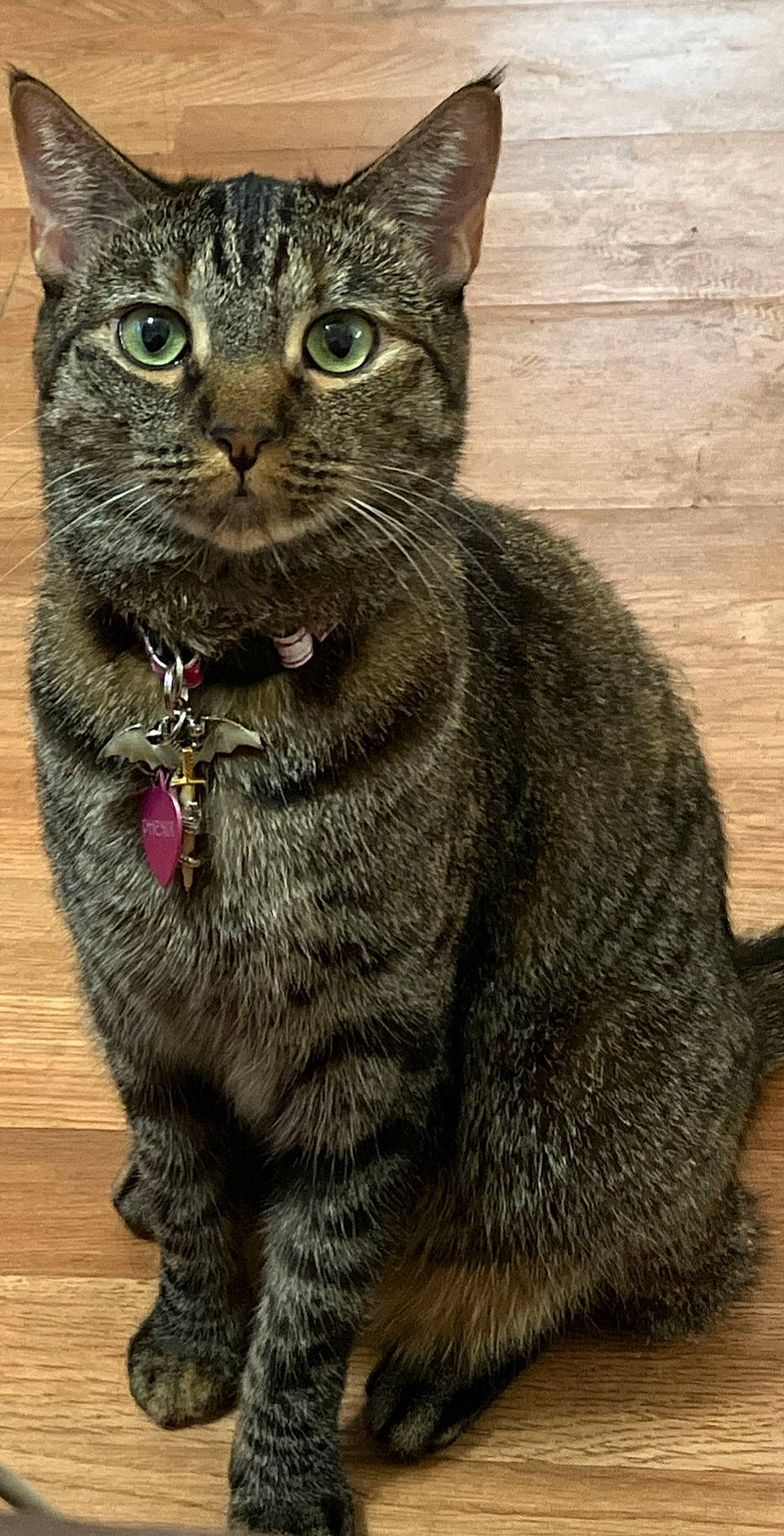 Phenix joined the competition — help win amazing prizes! carnivore, cat, domestic_short_haired_cat, felidae, fur, hardwood, small_to_medium_sized_cats, snout, tail, terrestrial_animal, whiskers, wildlife, wood