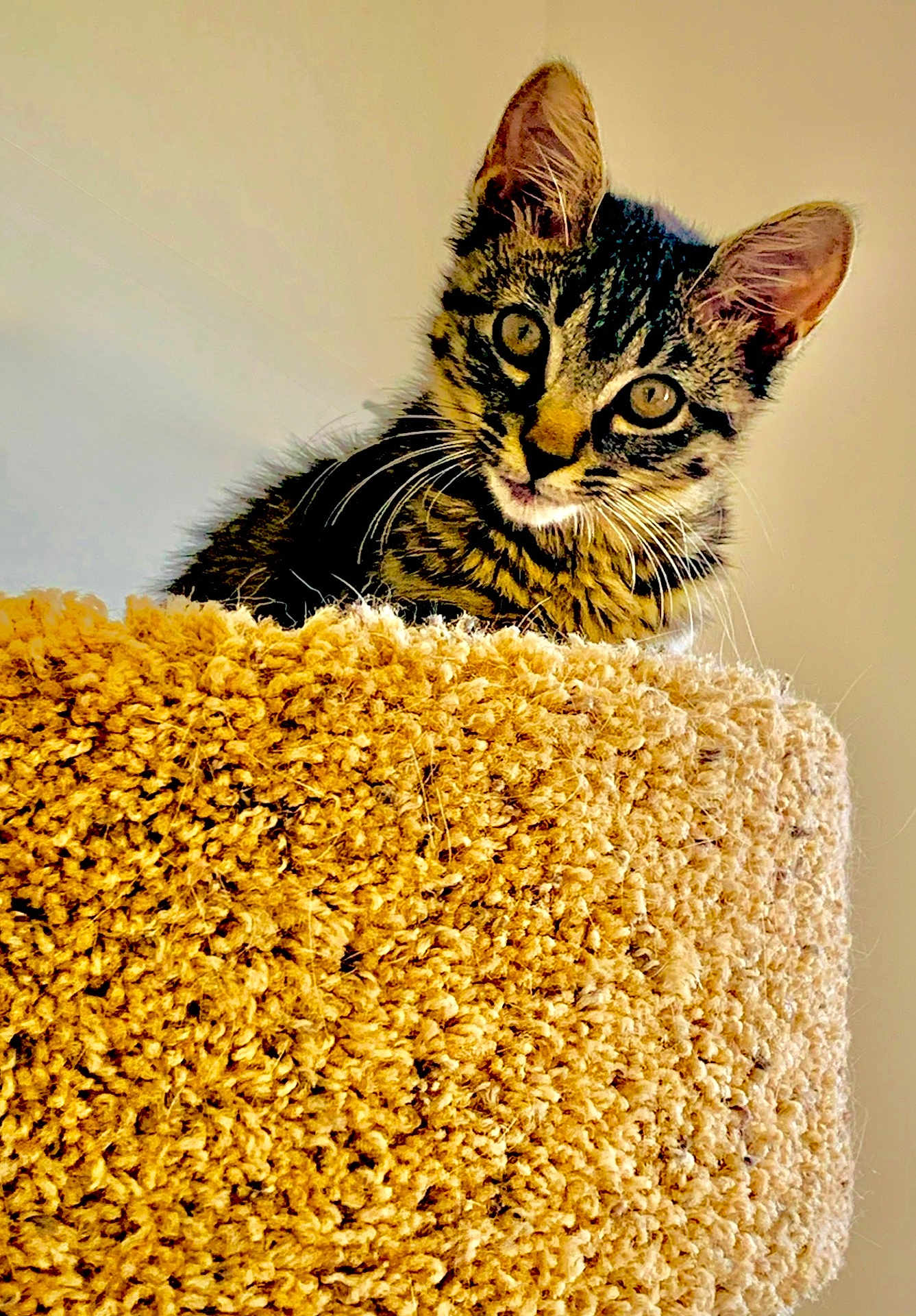 Mackey joined the competition — help win amazing prizes! cat, kitten, tabby, pet, animal, feline, curious, texture, cat_tree, beige, indoor, cute, whiskers, ears, young, looking, closeup, fluffy, soft, background