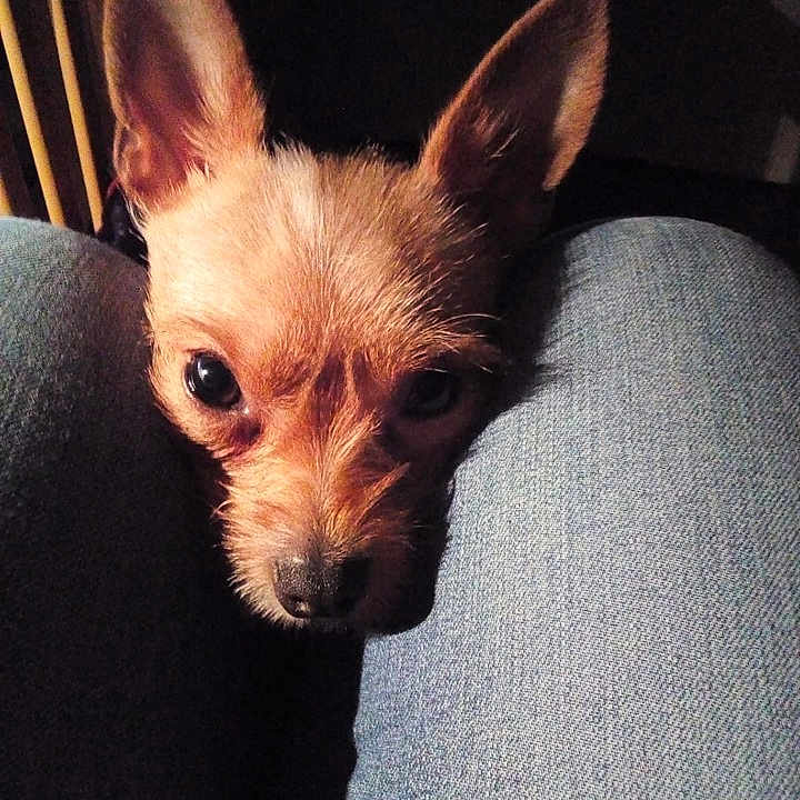 Poggy