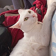 Princesse participe au concours pour gagner de l'argent avec cette photo : animal, blanket, cat, collar, comfort, couch, cozy, domestic_cat, ear, feline, fur, hand, indoor, nose, pet, relaxing, scratching, whiskers, white_cat, yellow_eyes