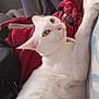 animal, blanket, cat, collar, comfort, couch, cozy, domestic_cat, ear, feline, fur, hand, indoor, nose, pet, relaxing, scratching, whiskers, white_cat, yellow_eyes