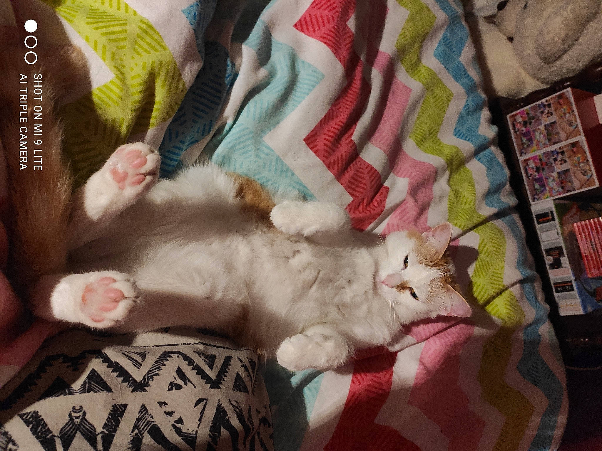 Atchoum participe au concours pour gagner de l'argent avec cette photo : carnivore, cat, claw, comfort, companion_dog, domestic_short_haired_cat, fawn, felidae, foot, fur, lap, linens, nap, pattern, paw, room, small_to_medium_sized_cats, tail, whiskers, wool