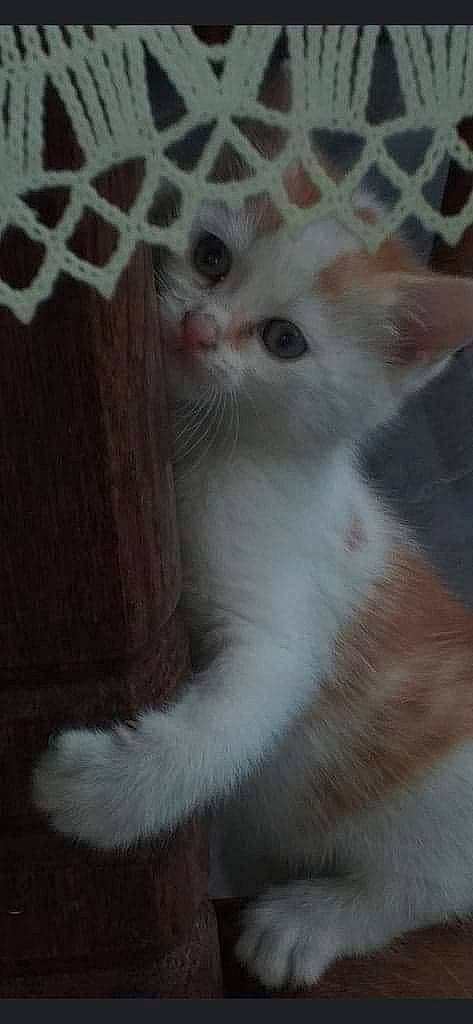 Atchoum participe au concours pour gagner de l'argent avec cette photo : carnivore, cat, claw, domestic_short_haired_cat, eye, fawn, felidae, fur, paw, small_to_medium_sized_cats, snout, tail, terrestrial_animal, whiskers