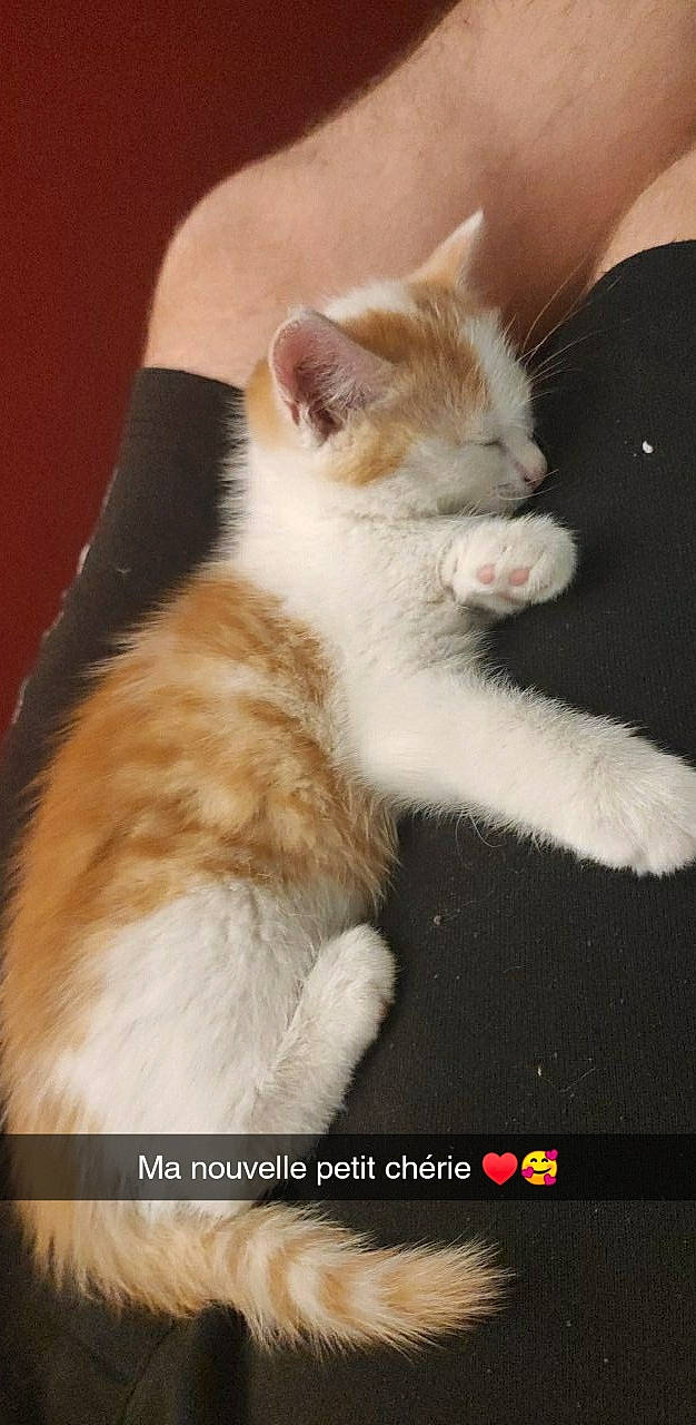 Atchoum a rejoint le concours — aidez-le/la à gagner de superbes lots ! carnivore, cat, claw, domestic_short_haired_cat, fawn, felidae, foot, fur, gesture, human_leg, paw, photo_caption, sitting, small_to_medium_sized_cats, snout, tail, whiskers