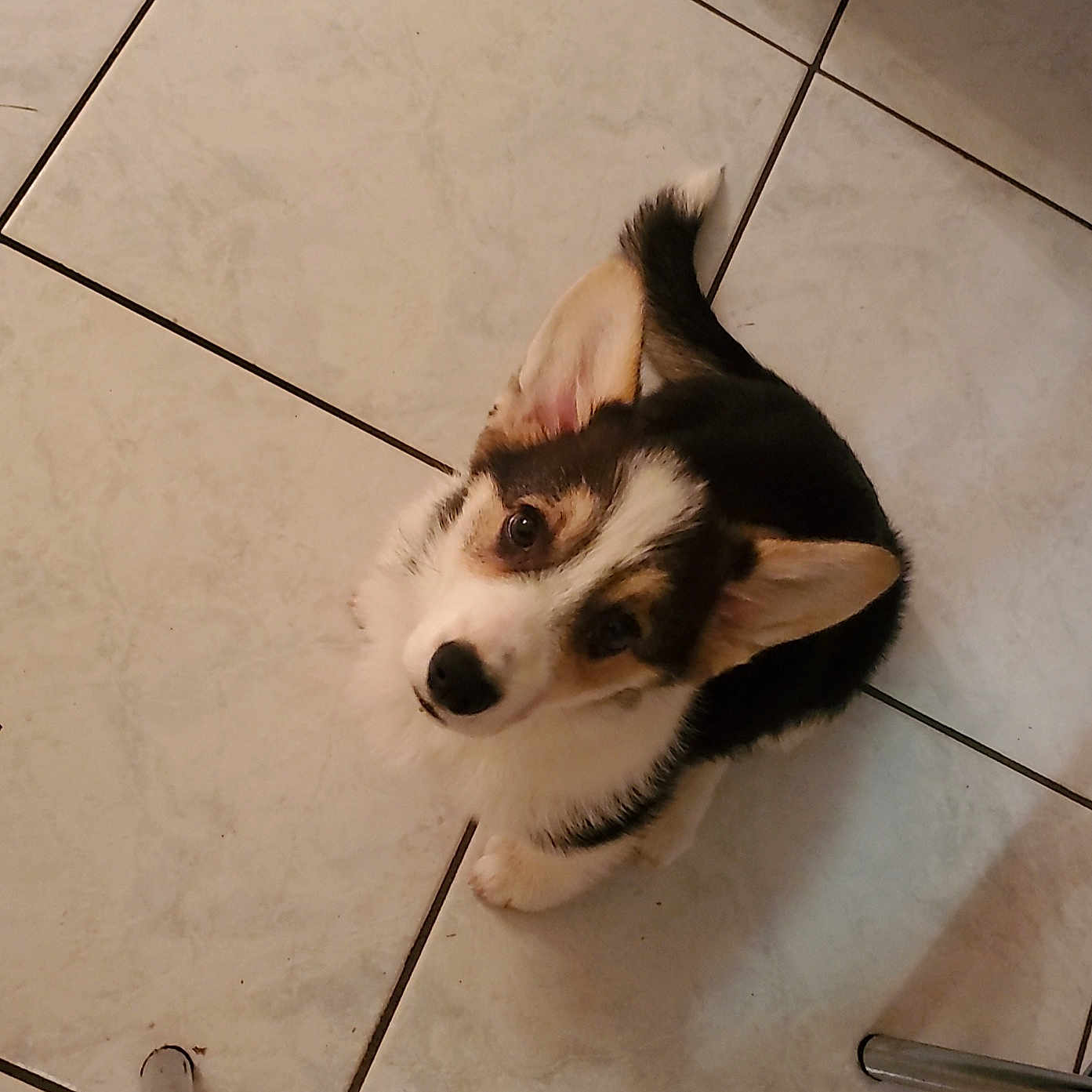 Aya participe au concours pour gagner de l'argent avec cette photo : accessories, alloywheel, animal, canine, car, carwheel, collie, dog, eskimodog, flagstone, hound, husky, path, pet, puppy, slate, strap, tile, walkway, wood