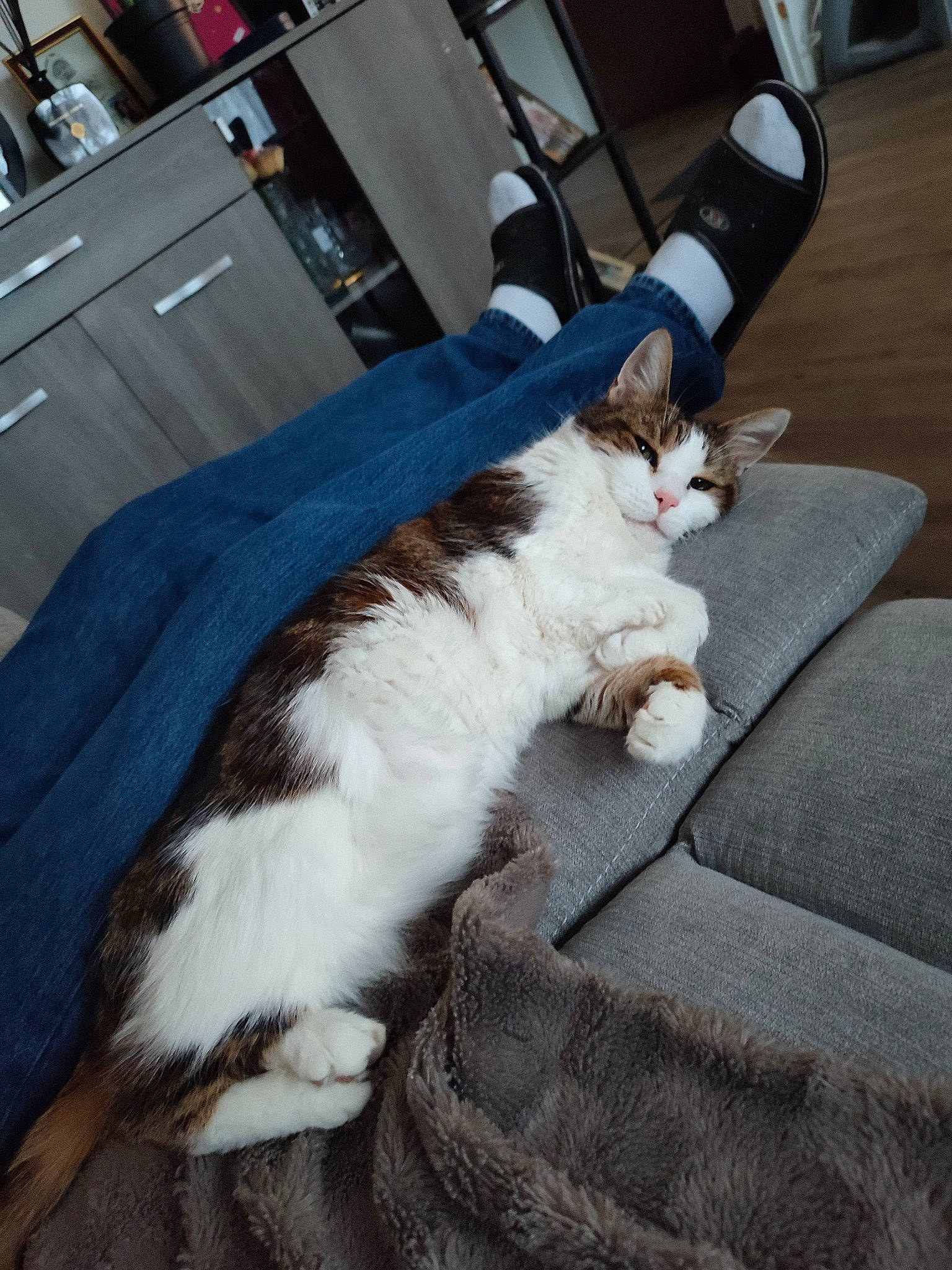 Youyou a rejoint le concours — aidez-le/la à gagner de superbes lots ! cabinetry, carnivore, cat, chair, comfort, companion_dog, domestic_short_haired_cat, felidae, flooring, foot, fur, hardwood, human_leg, lap, paw, sitting, small_to_medium_sized_cats, tail, whiskers, wood