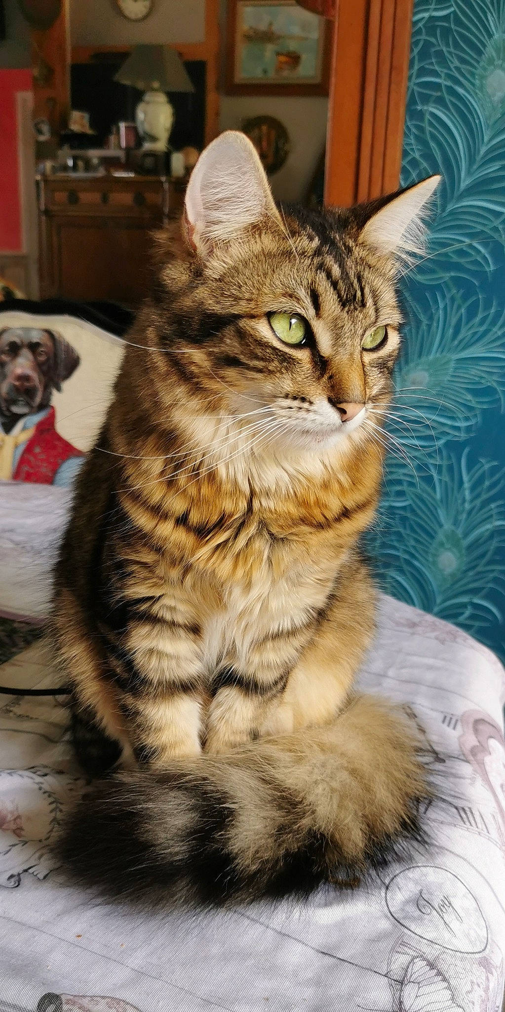 Ragnard a rejoint le concours — aidez-le/la à gagner de superbes lots ! cabinetry, carnivore, cat, claw, domestic_short_haired_cat, felidae, fur, grass, paw, sitting, small_to_medium_sized_cats, snout, tail, terrestrial_animal, tree, whiskers, wildlife, window