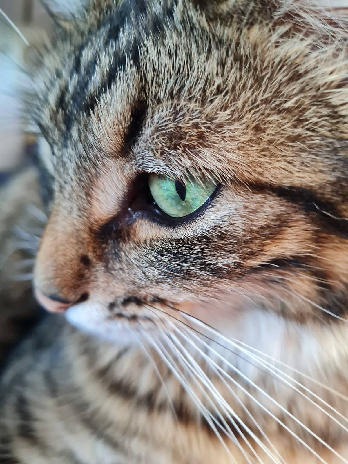 Ragnard participe au concours pour gagner de l'argent avec cette photo : carnivore, cat, domestic_short_haired_cat, eye, felidae, fur, grass, head, iris, macro_photography, sand, small_to_medium_sized_cats, snout, terrestrial_animal, whiskers, wildlife