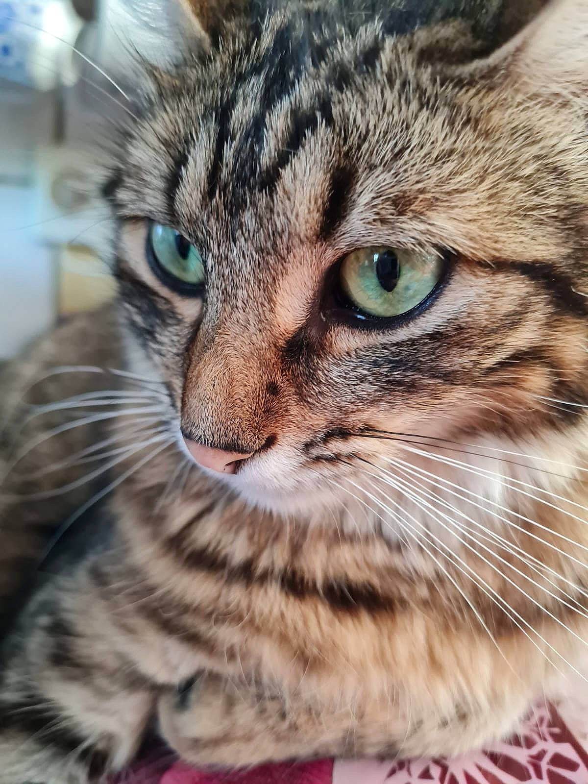 Ragnard participe au concours pour gagner de l'argent avec cette photo : beauty, carnivore, cat, close_up, domestic_short_haired_cat, felidae, fur, grass, mammal, paw, photography, small_to_medium_sized_cats, snout, terrestrial_animal, vertebrate, whiskers, wildlife, window