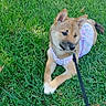 Ruby Iva Kelley is registered to the contest to win money with this photo: animal, canine, cute, daylight, dog, dress, ears, fur, grass, green_grass, leash, nature, outdoor, pet, pink, playful, puppy, sitting, summer, young