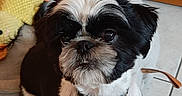 Amy a rejoint le concours — aidez-le/la à gagner de superbes lots ! big_eyes, black_and_white, closeup, collar, cute, dog, fur, home_interior, id_tag, indoor, looking_up, paws, pet_bed, plush_toy, portrait, shih_tzu, sitting, small_dog, tile_floor, wooden_cabinet