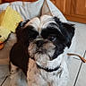 Amy a rejoint le concours — aidez-le/la à gagner de superbes lots ! big_eyes, black_and_white, closeup, collar, cute, dog, fur, home_interior, id_tag, indoor, looking_up, paws, pet_bed, plush_toy, portrait, shih_tzu, sitting, small_dog, tile_floor, wooden_cabinet