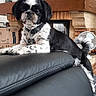 Amy participe au concours pour gagner de l'argent avec cette photo : animal, black_and_white, canine, carpet, collar, cute, decorative_plate, dog, domestic_animal, fireplace, furniture, home, household, indoor, leather_couch, living_room, pet, portrait, relaxed, resting